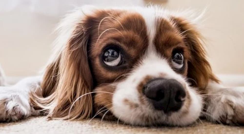 Small dog lying on the floor
