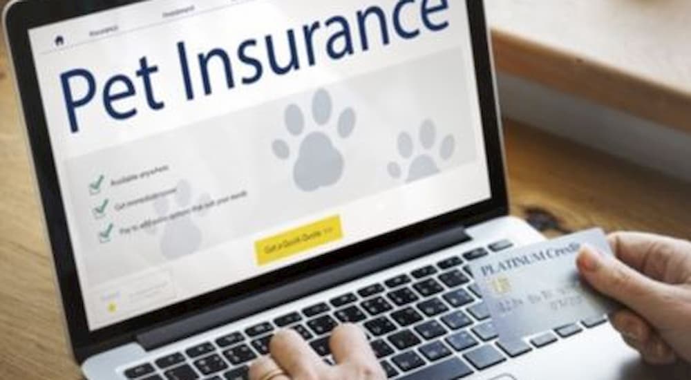 Pet insurance on the laptop screen