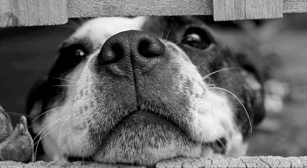 dog sticking face out of fence