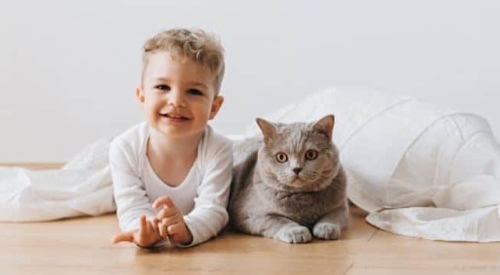 Boy cat in white blanket