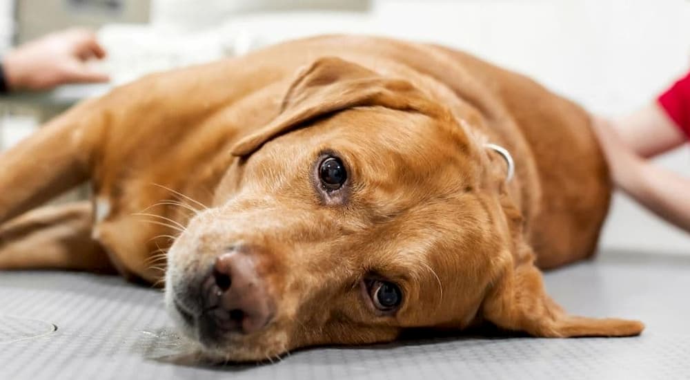 Brown Labrador takes examination