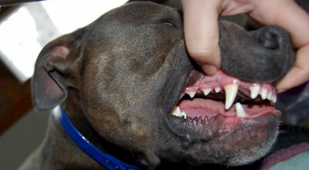 How to brush dogs teeth