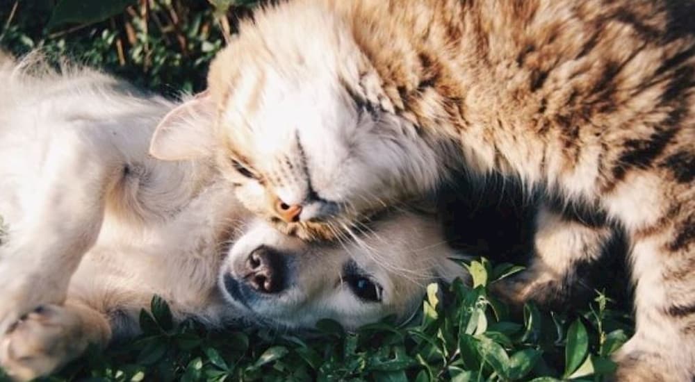 Cat and dog lying on grass