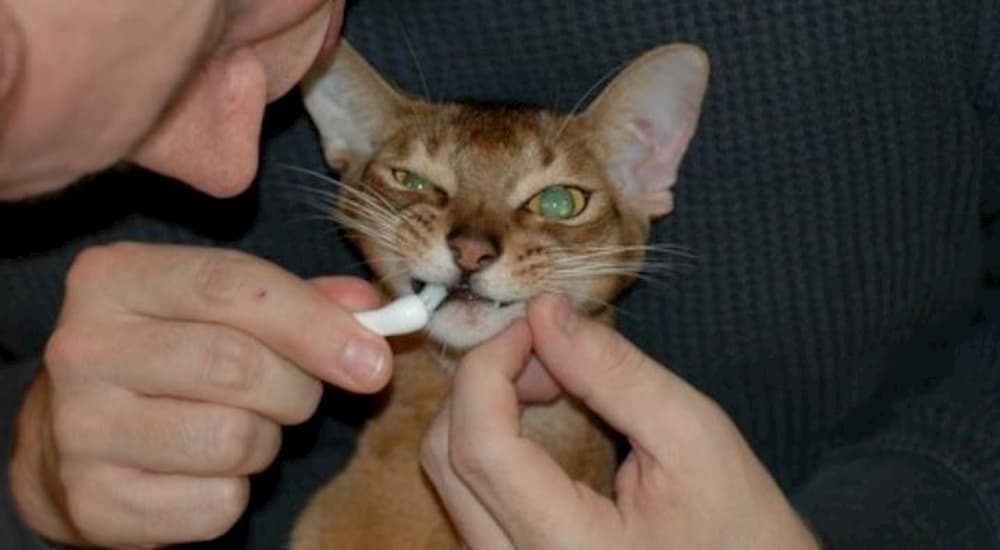 Man brushing cat's teeth