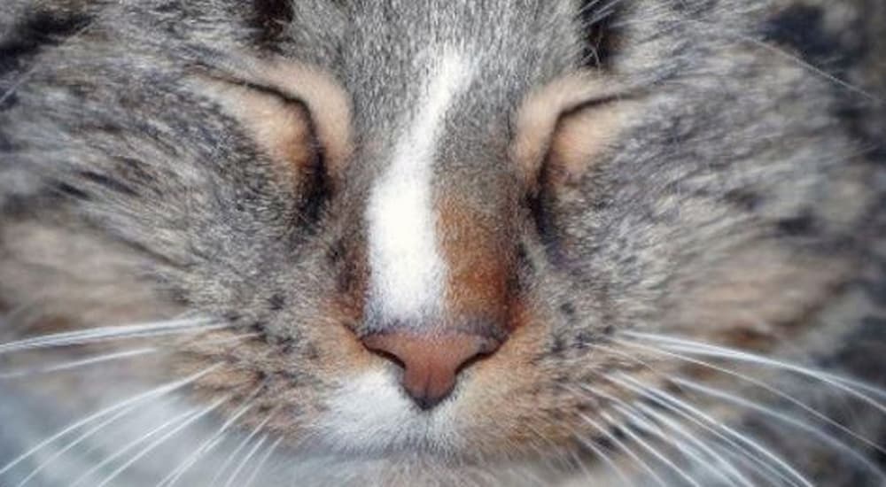 Close up of cats eyes