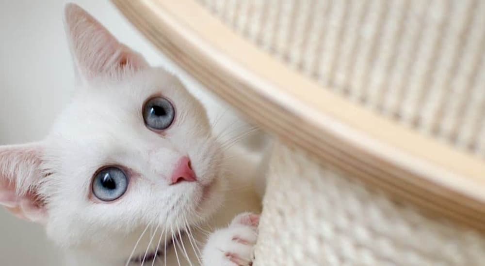 White cat scratches the scratching post