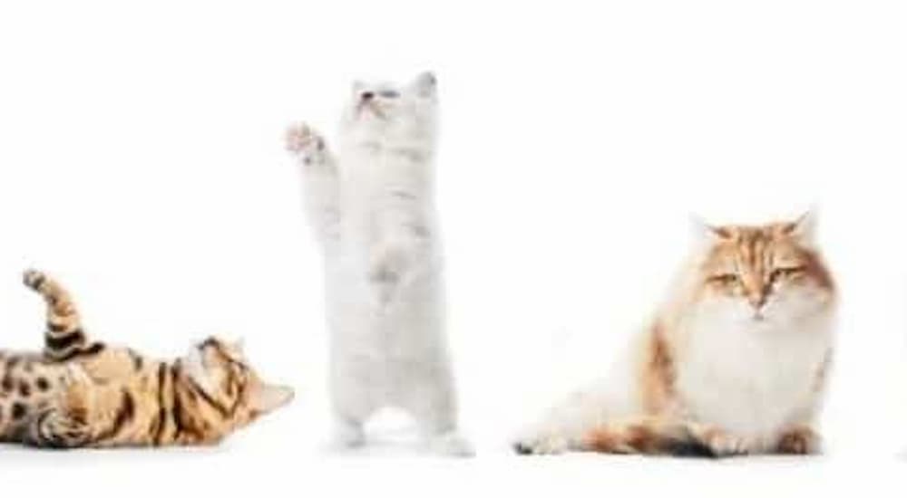 Multiple breeds of cats in line