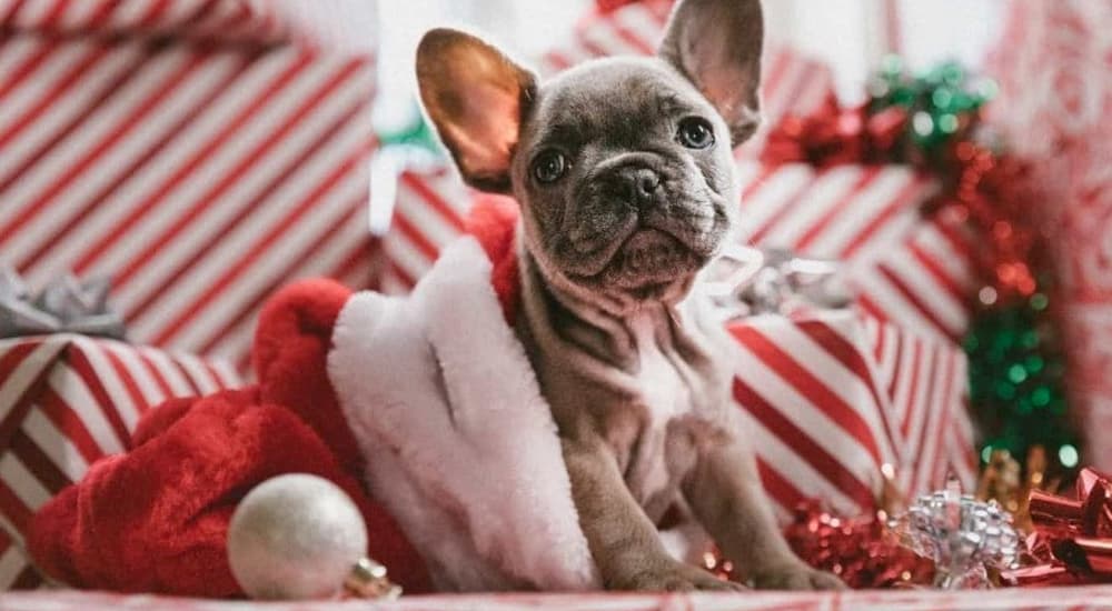 Grey french bulldog in santa hat