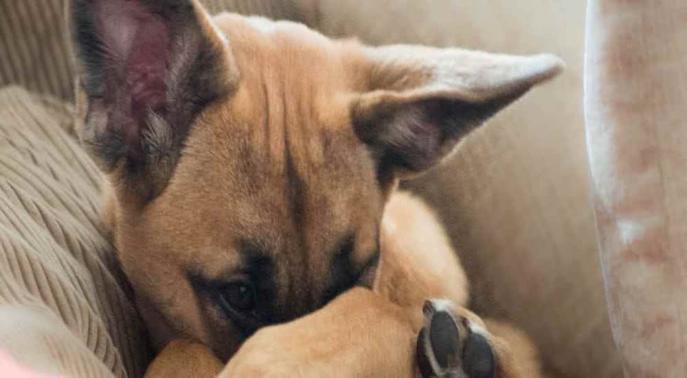 Dog hides face