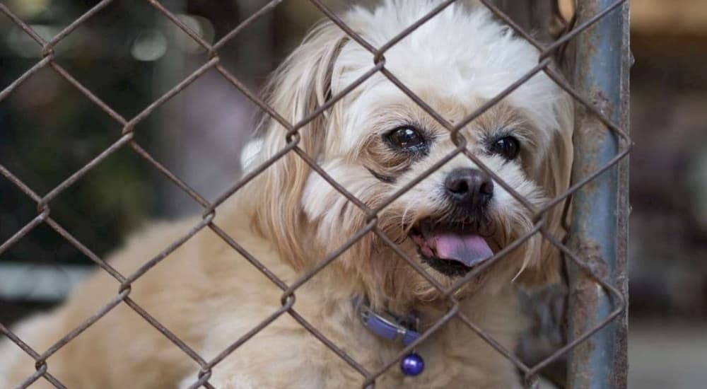 Dog in cage puppy mill