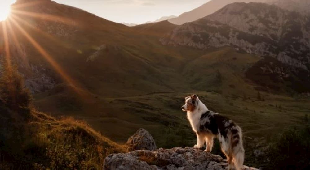 Outside adventures with a dog