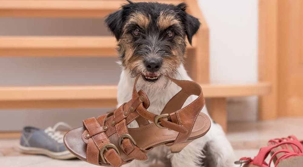 Terrier dog holding brown sandal