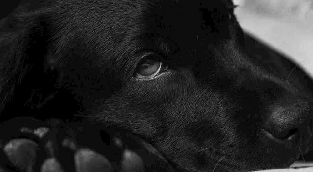 Black labrador retriever laying down