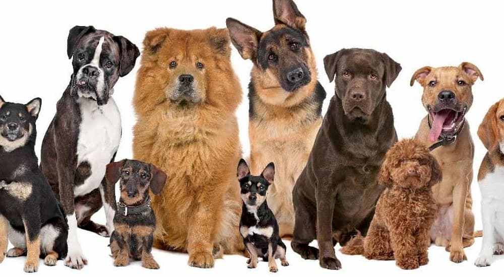 Dogs of different breads sitting in a row