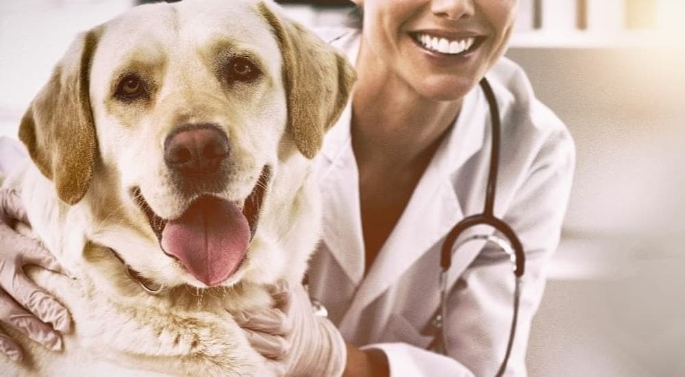 Labrador Retriever getting an annual vet exam