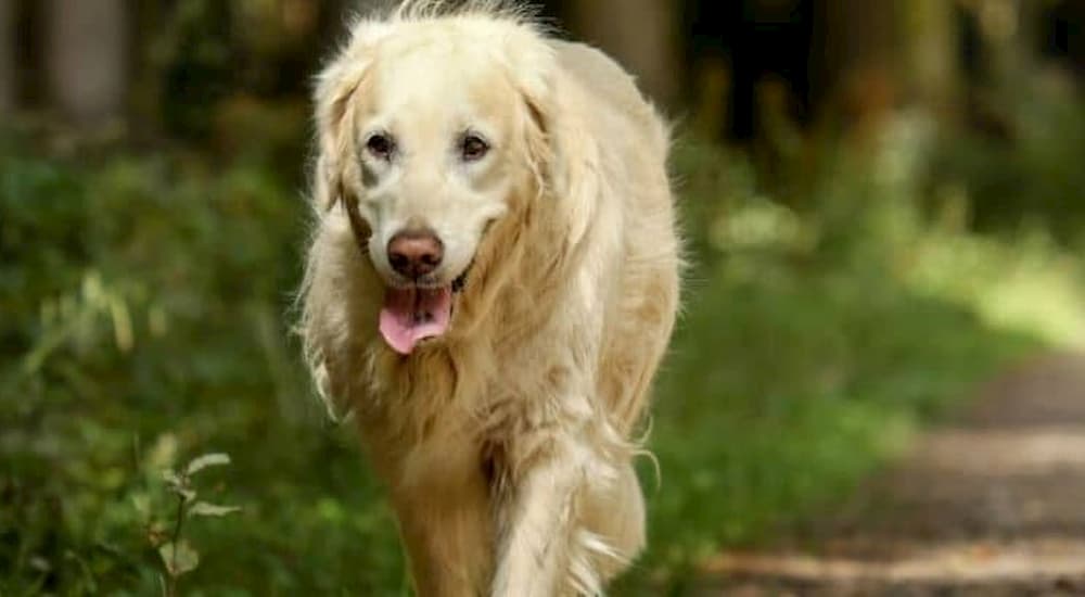 Golden Retriever on a walk