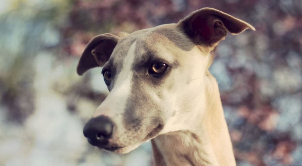 Greyhound Face