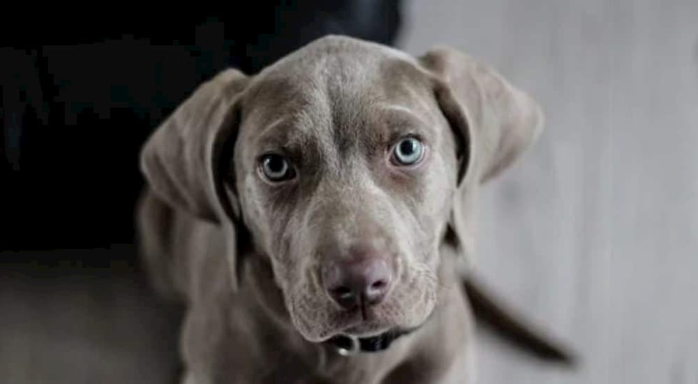 Weimaraner puppy looking up