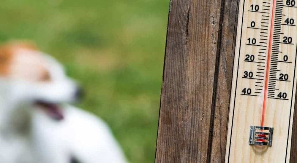 Dog outside temperature gauge