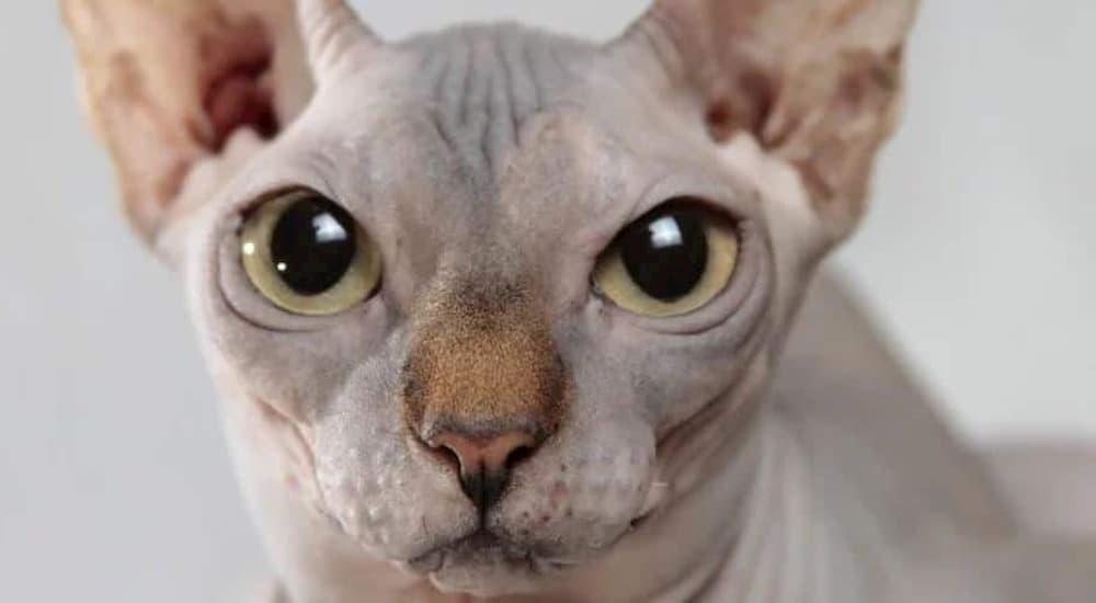 Hypoallergenic cat close up