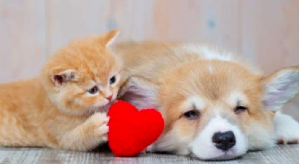 Cat and dog hold a heart object