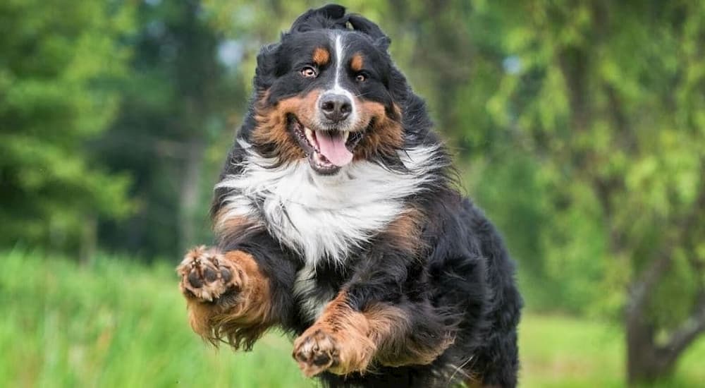 Burmese Mountain Dog jumping through field