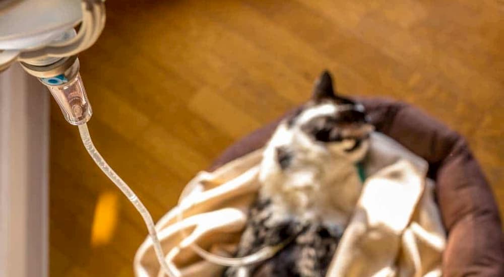 Calico cat getting intravenous treatment