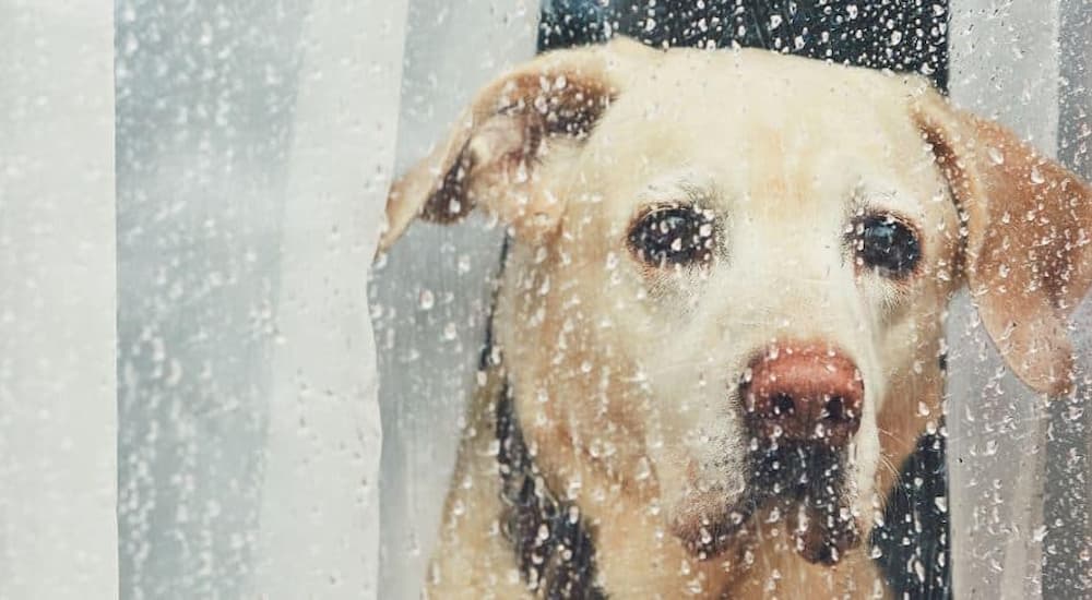 Lab looks at raining outside