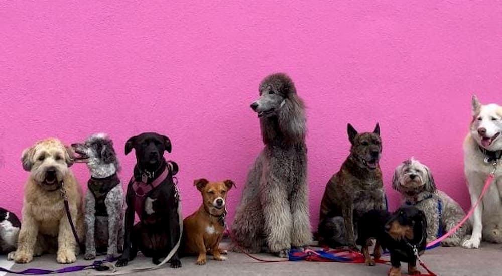 Many kinds of breeds in front of pink wall