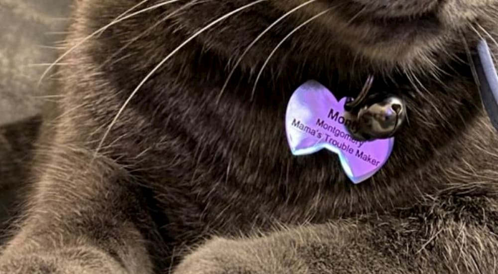 Monty's name tag closeup
