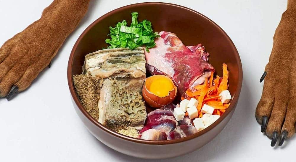 Raw dog food diet trend