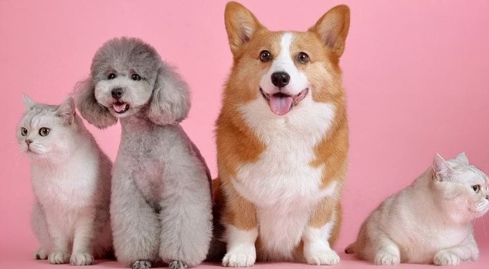 Cute dogs and cats in line in pink room