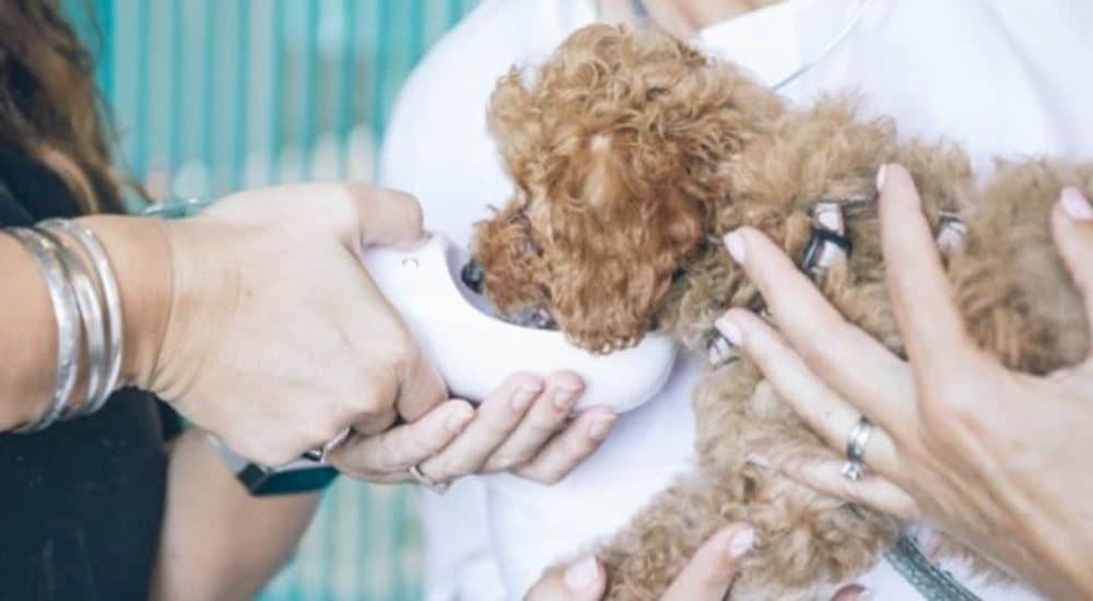 A small brown dog visiting a fear free vet clinic