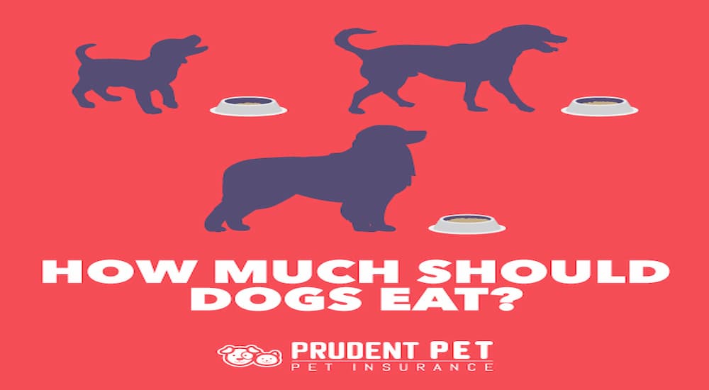 How much should dogs eat banner