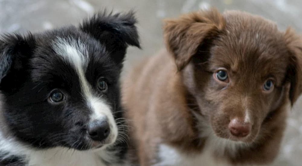 Two puppies next each other