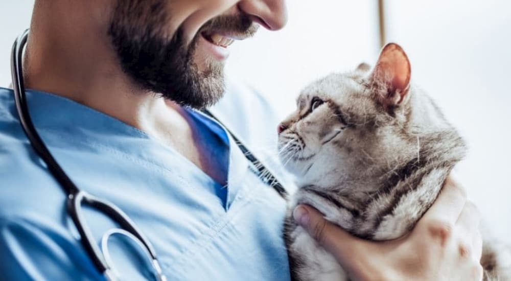 Vet holding cat