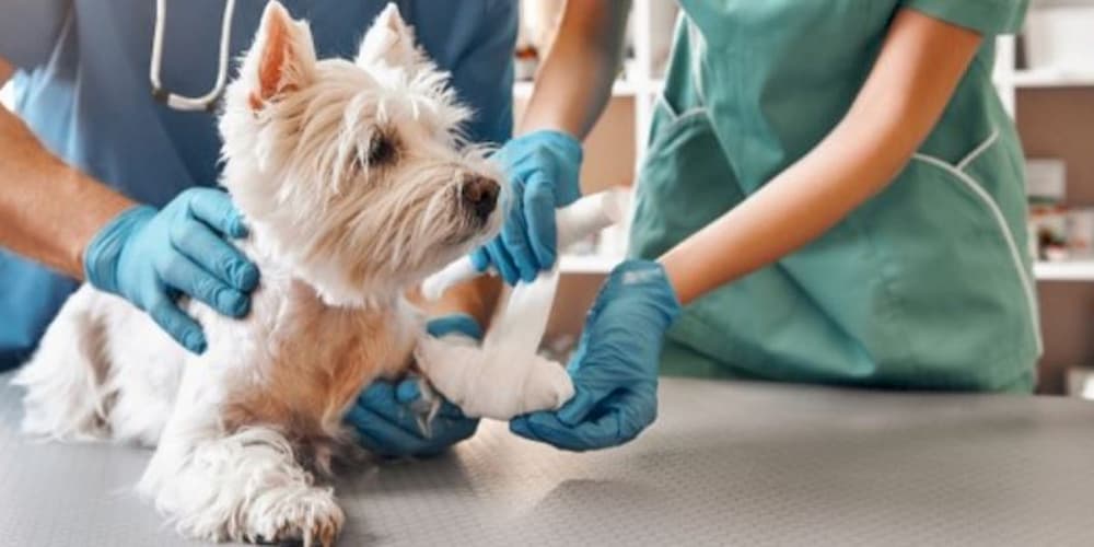 Puppy visiting vets