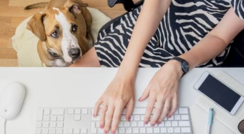 Woman works with dog in the office